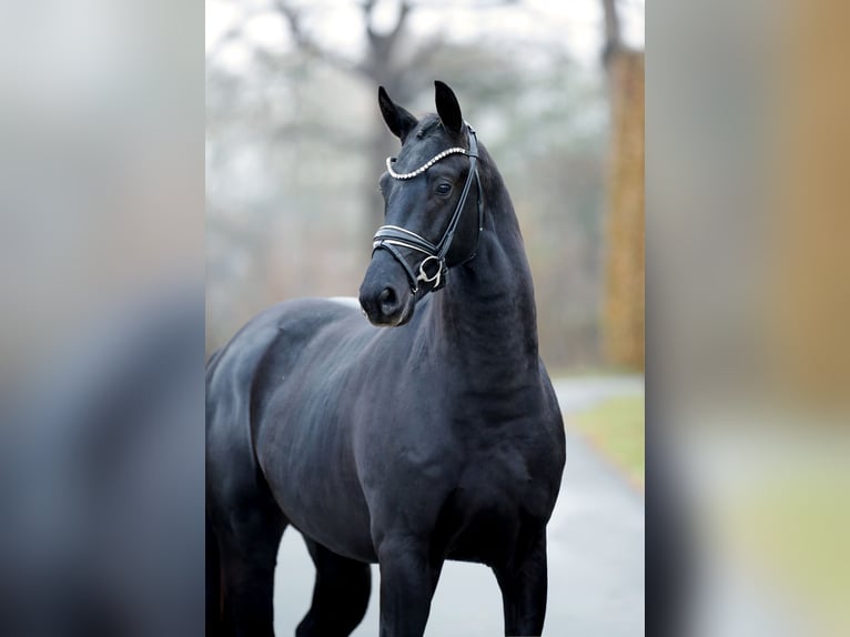 KWPN Stallone 2 Anni 168 cm Morello in Steinfurt