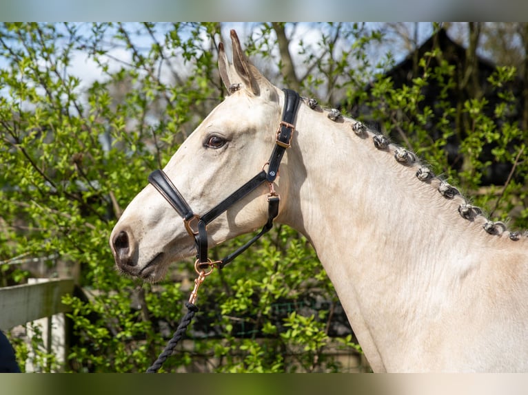 KWPN Stallone 2 Anni 168 cm Pelle di daino in Ede