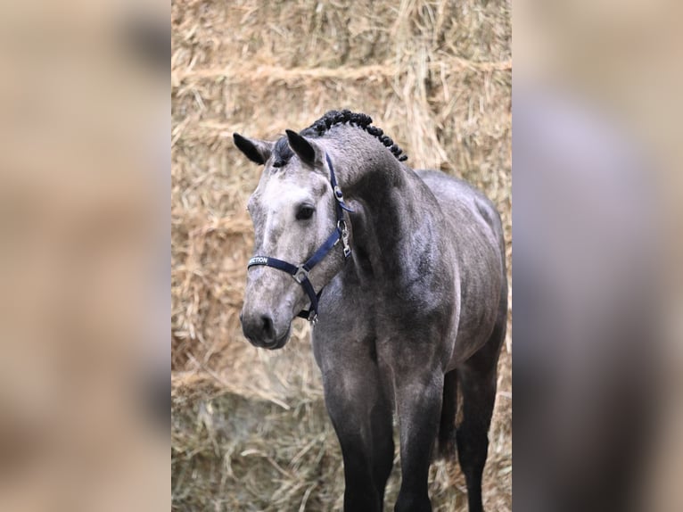 KWPN Stallone 2 Anni 169 cm Grigio pezzato in Bladel