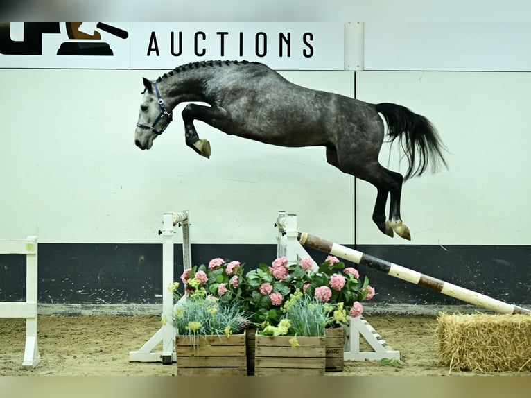 KWPN Stallone 2 Anni 169 cm Grigio pezzato in Bladel