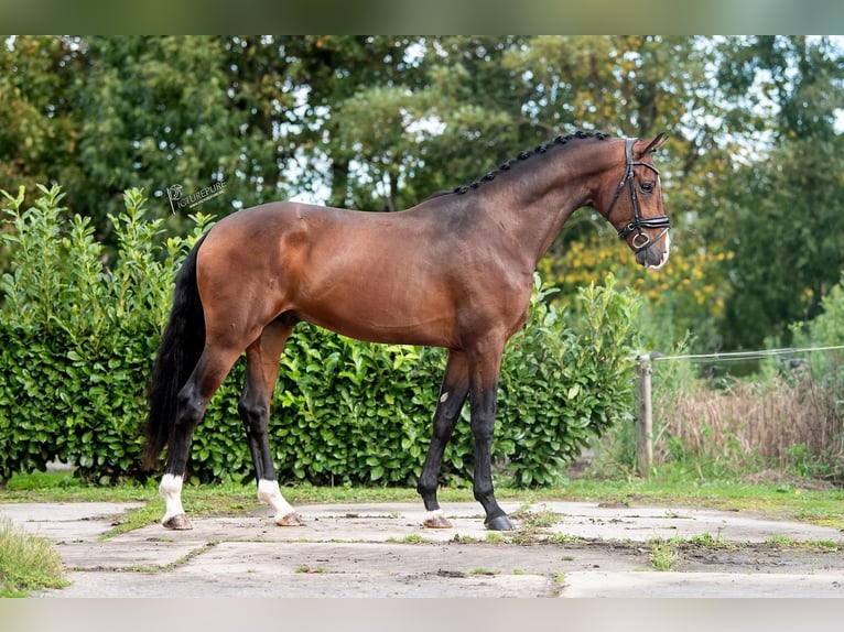 KWPN Stallone 2 Anni 170 cm Baio in Weert