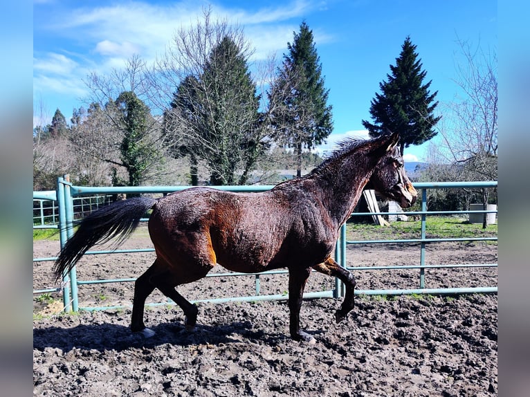 KWPN Stallone 2 Anni 170 cm Baio scuro in Estrada, A (Casco Urbano)