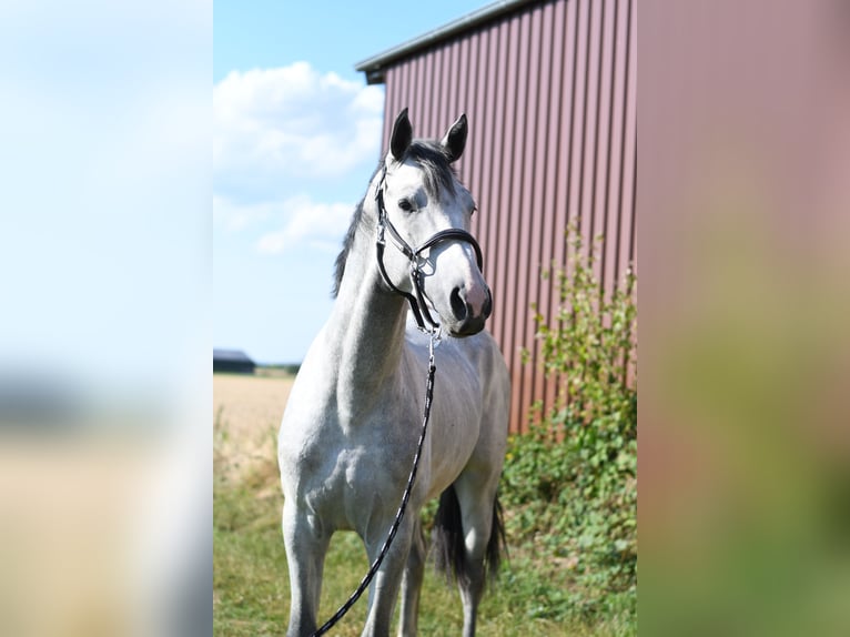 KWPN Stallone 2 Anni 170 cm Grigio in Geilenkirchen