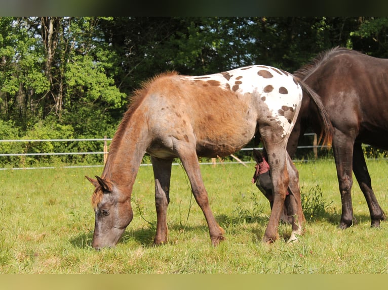 KWPN Stallone 2 Anni 170 cm Leopard in Fraisse