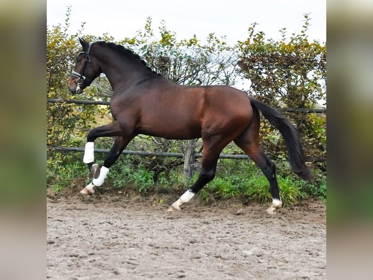 KWPN Stallone 2 Anni 171 cm Baio scuro in Prinsenbeek