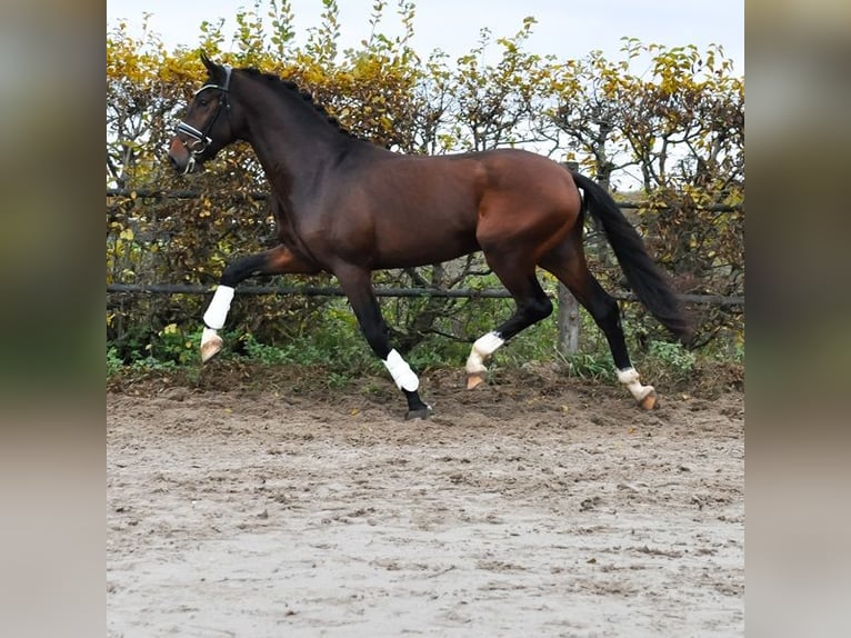 KWPN Stallone 2 Anni 171 cm Baio scuro in Prinsenbeek