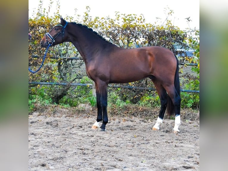 KWPN Stallone 2 Anni 171 cm Baio scuro in Prinsenbeek