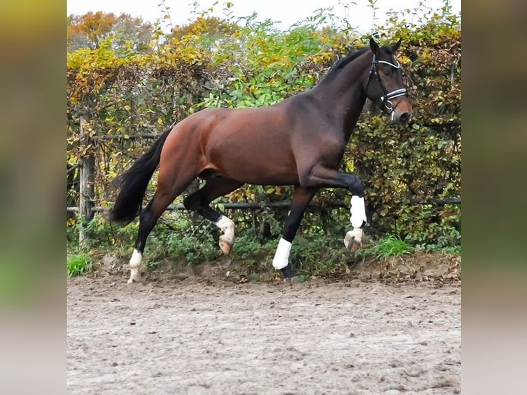 KWPN Stallone 2 Anni 171 cm Baio scuro in Prinsenbeek