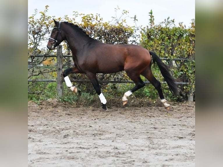 KWPN Stallone 2 Anni 171 cm Baio scuro in Prinsenbeek