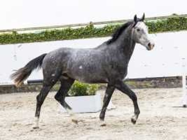 KWPN Stallone 2 Anni 171 cm Grigio in Waddinxveen