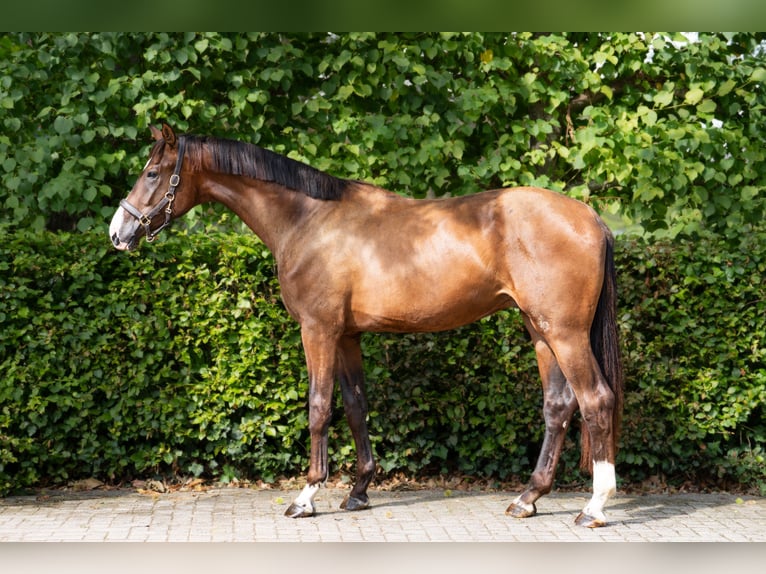 KWPN Stallone 2 Anni 172 cm Baio in Oosterhout