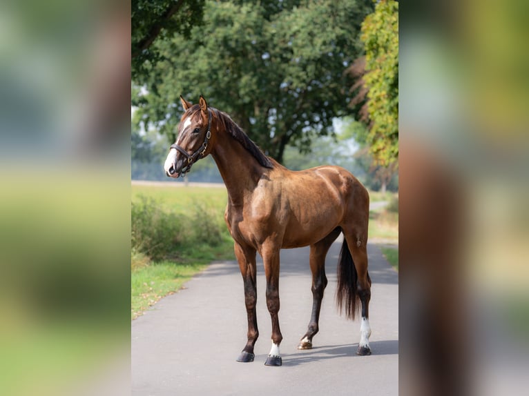 KWPN Stallone 2 Anni 172 cm Baio in Oosterhout