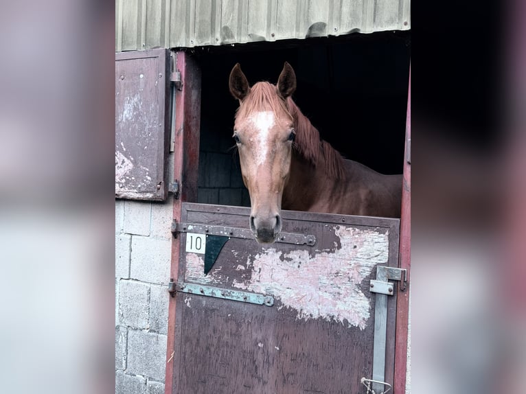 KWPN Stallone 2 Anni 172 cm Sauro in Oosterhout