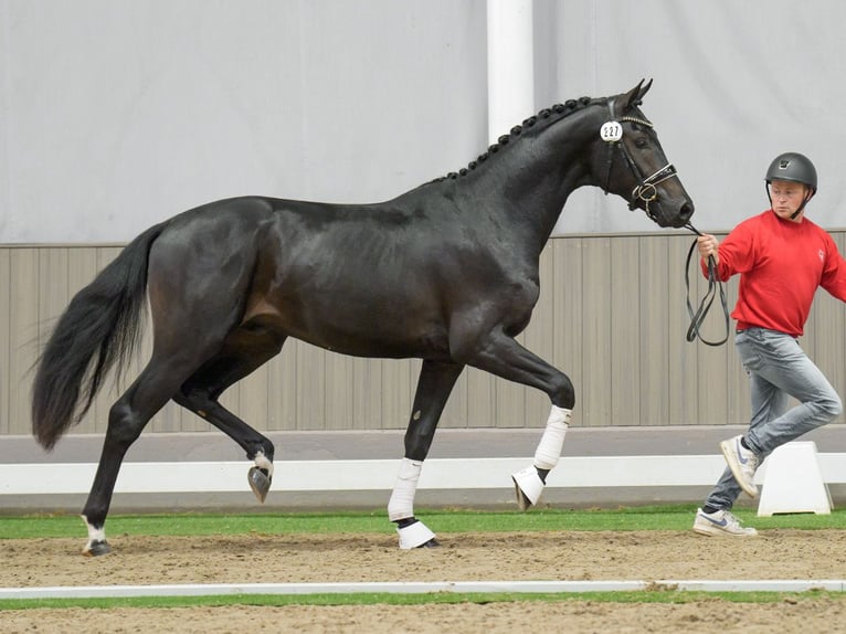 KWPN Stallone 2 Anni Baio nero in Münster-Handorf