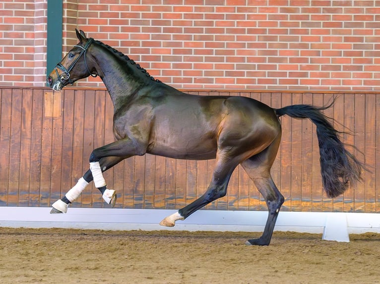 KWPN Stallone 2 Anni Baio scuro in Rostock