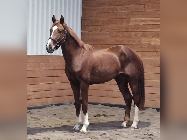 KWPN Stallone 2 Anni in Den Ham