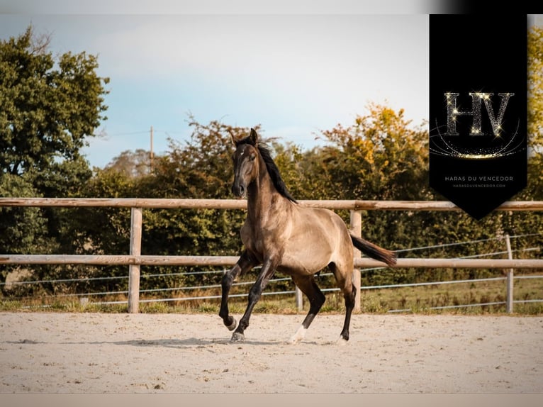 KWPN Stallone 2 Anni Grullo in Marly-sous-Issy