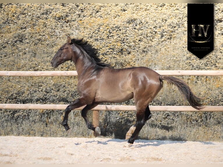 KWPN Stallone 2 Anni Grullo in Marly-sous-Issy