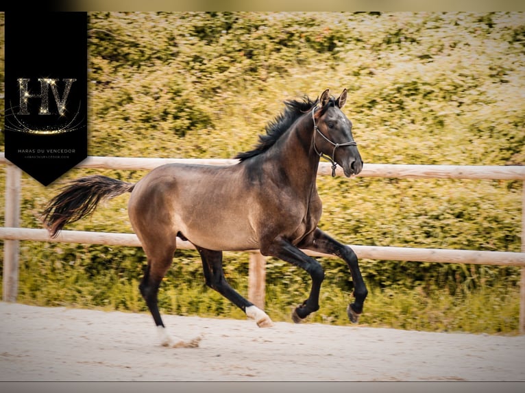 KWPN Stallone 2 Anni Grullo in Marly-sous-Issy