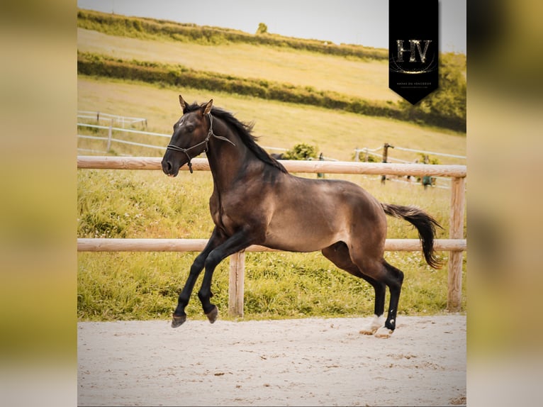 KWPN Stallone 2 Anni Grullo in Marly-sous-Issy