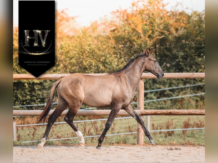 KWPN Stallone 2 Anni Grullo in Marly-sous-Issy