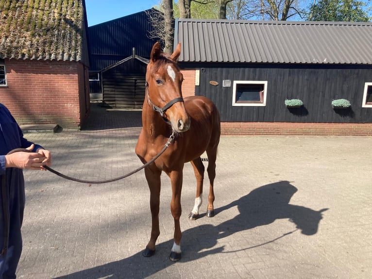 KWPN Stallone 2 Anni Sauro in Geesteren