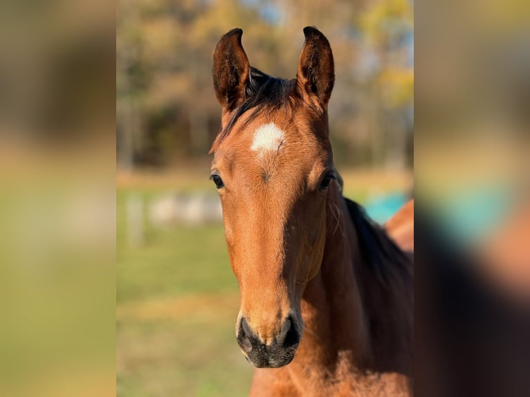 KWPN Stallone 2 Anni Sauro scuro in Prachatice