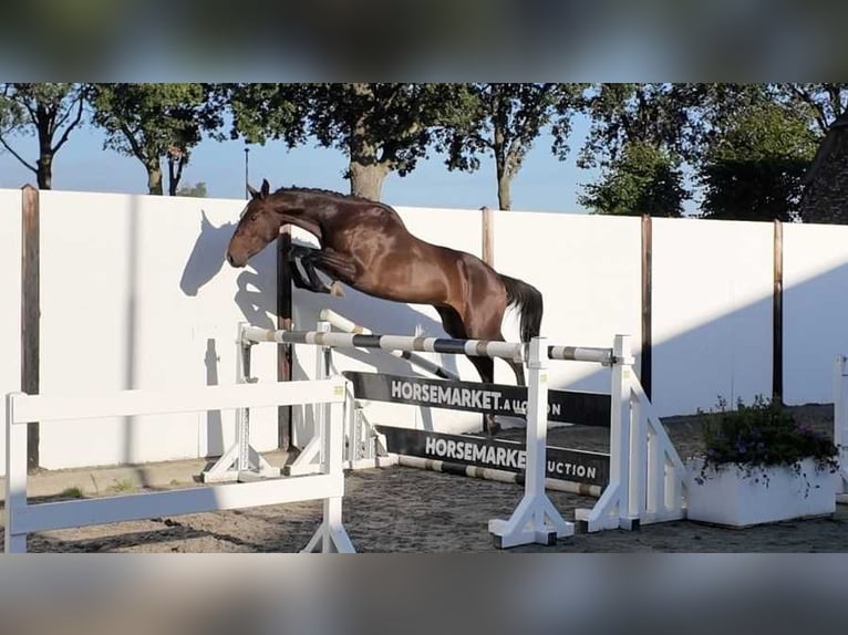 KWPN Stallone 3 Anni 145 cm Baio nero in Waddinxveen
