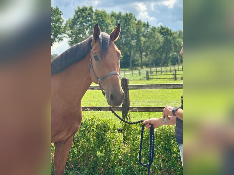 KWPN Stallone 3 Anni 160 cm Baio in Kerkenveld
