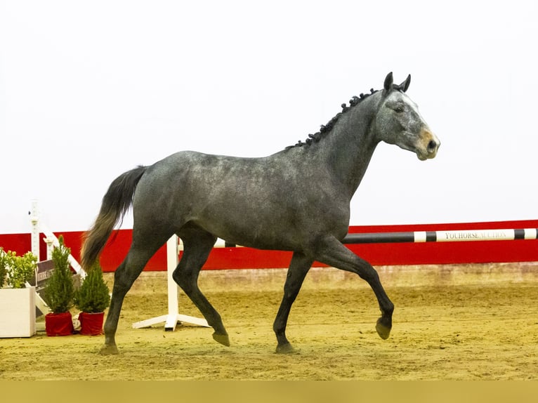 KWPN Stallone 3 Anni 160 cm Grigio pezzato in Waddinxveen