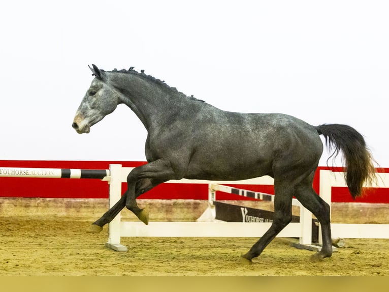 KWPN Stallone 3 Anni 160 cm Grigio pezzato in Waddinxveen