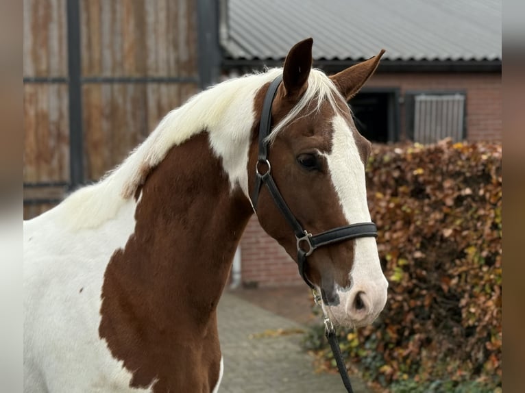 KWPN Stallone 3 Anni 160 cm Pezzato in Zieuwent