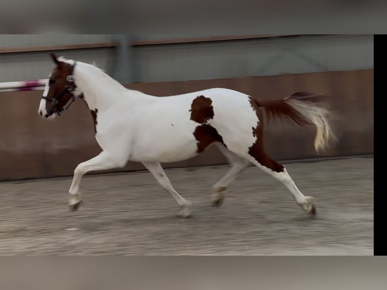 KWPN Stallone 3 Anni 160 cm Pezzato in Zieuwent