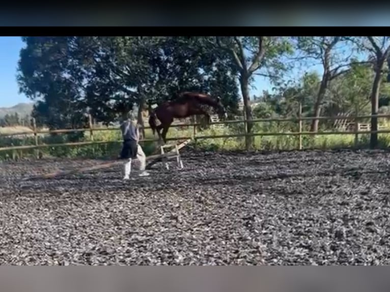 KWPN Stallone 3 Anni 160 cm Sauro scuro in Mijas Costa