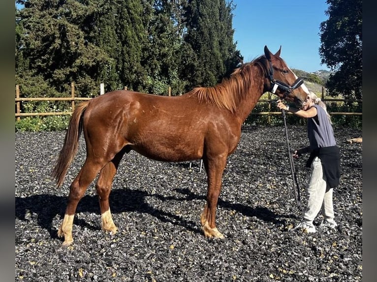 KWPN Stallone 3 Anni 160 cm Sauro scuro in Mijas Costa