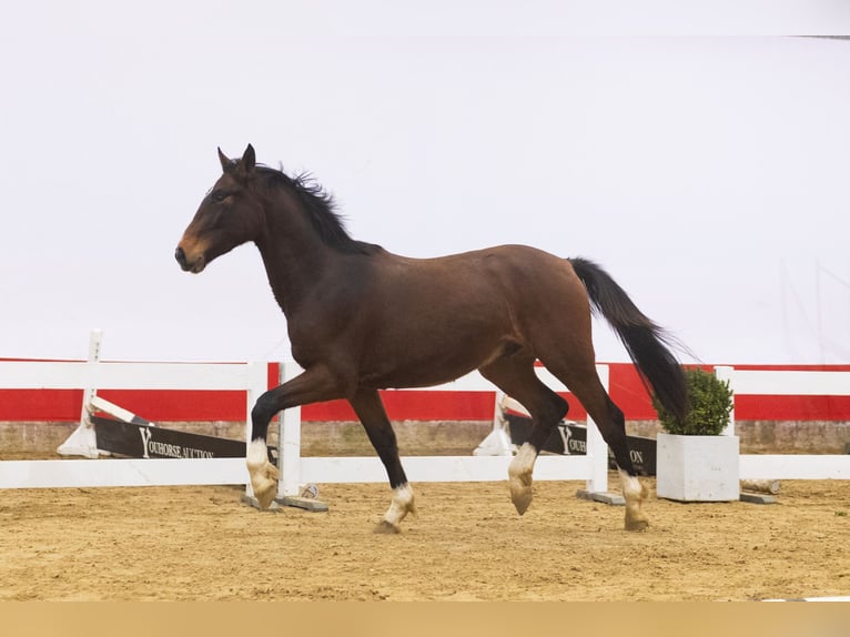 KWPN Stallone 3 Anni 162 cm  in Waddinxveen