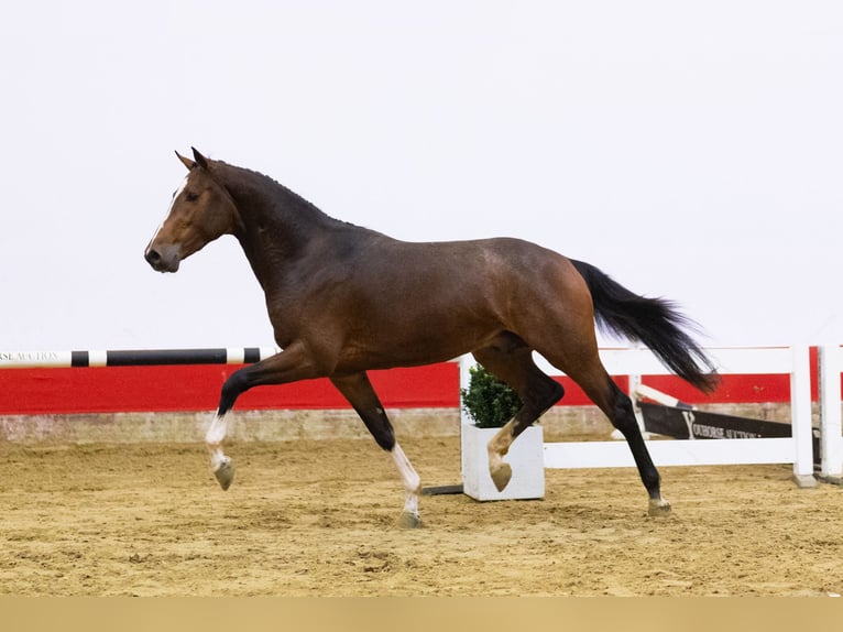 KWPN Stallone 3 Anni 163 cm Baio in Waddinxveen