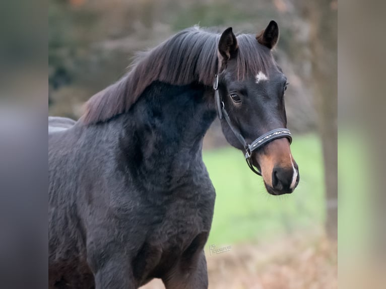 KWPN Stallone 3 Anni 163 cm Baio scuro in Peer