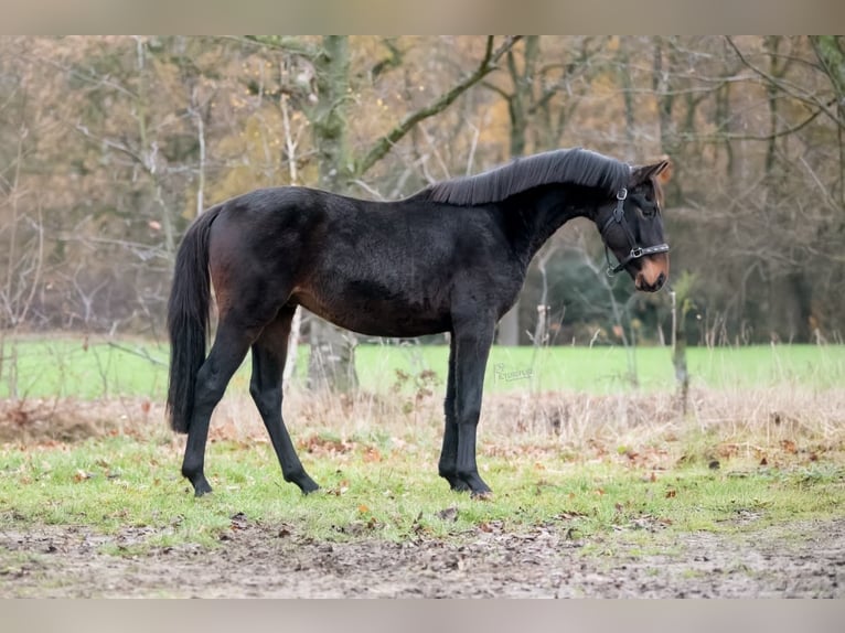 KWPN Stallone 3 Anni 163 cm Baio scuro in Peer