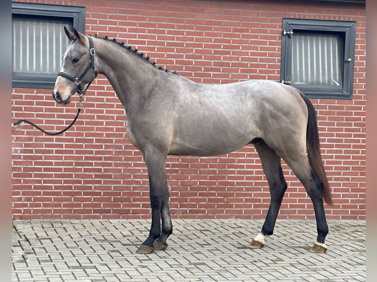 KWPN Stallone 3 Anni 163 cm Grigio in Zieuwent