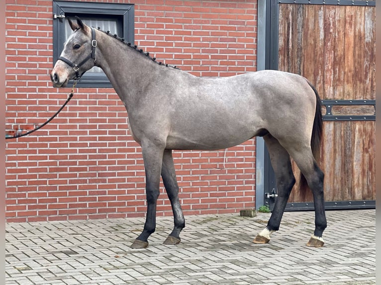 KWPN Stallone 3 Anni 163 cm Grigio in Zieuwent