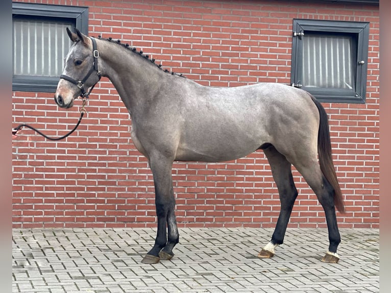 KWPN Stallone 3 Anni 163 cm Grigio in Zieuwent