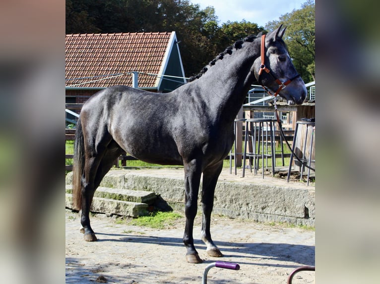 KWPN Stallone 3 Anni 163 cm Grigio in Meppen