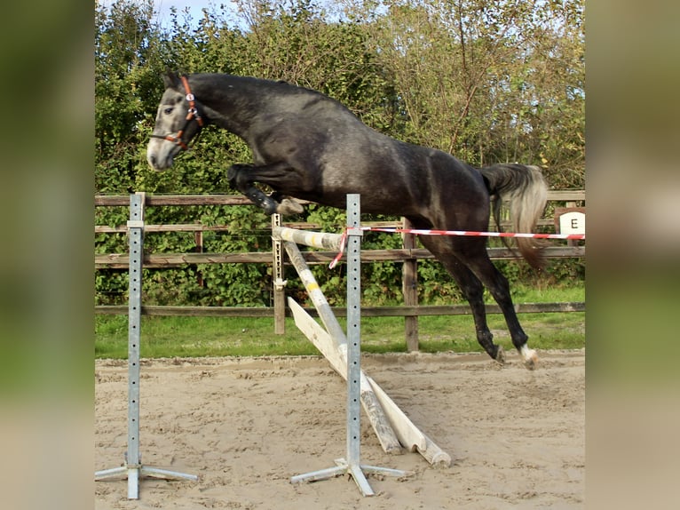 KWPN Stallone 3 Anni 163 cm Grigio in Meppen