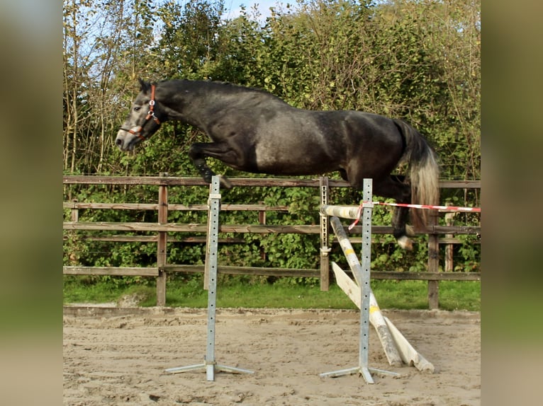 KWPN Stallone 3 Anni 163 cm Grigio in Meppen