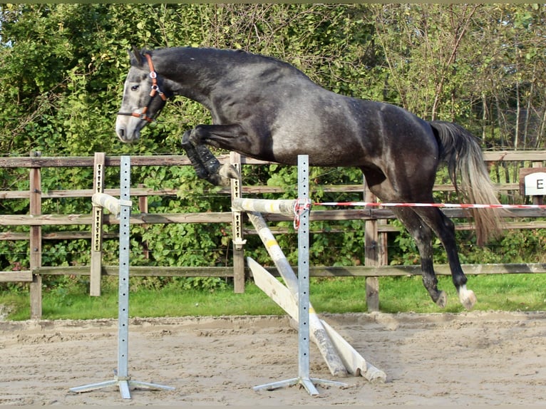 KWPN Stallone 3 Anni 163 cm Grigio in Meppen