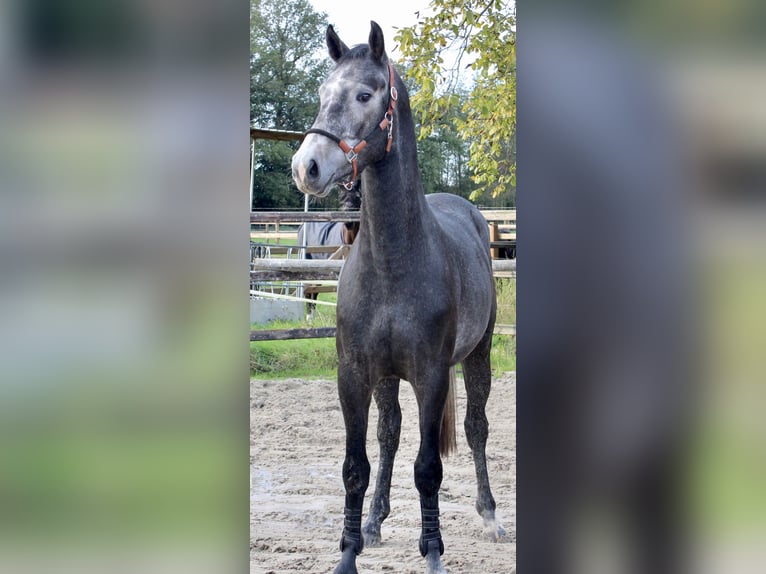 KWPN Stallone 3 Anni 163 cm Grigio in Meppen