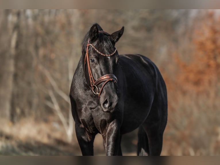 KWPN Stallone 3 Anni 163 cm Morello in Windhagen
