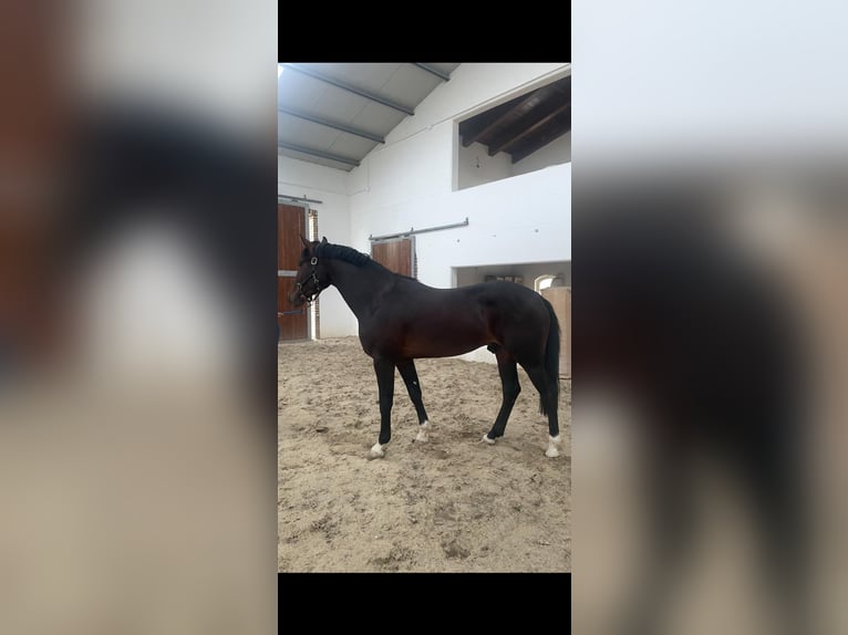 KWPN Stallone 3 Anni 164 cm Baio ciliegia in Morcone (Benevento )
