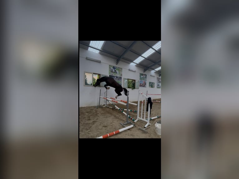 KWPN Stallone 3 Anni 164 cm Baio ciliegia in Morcone (Benevento )